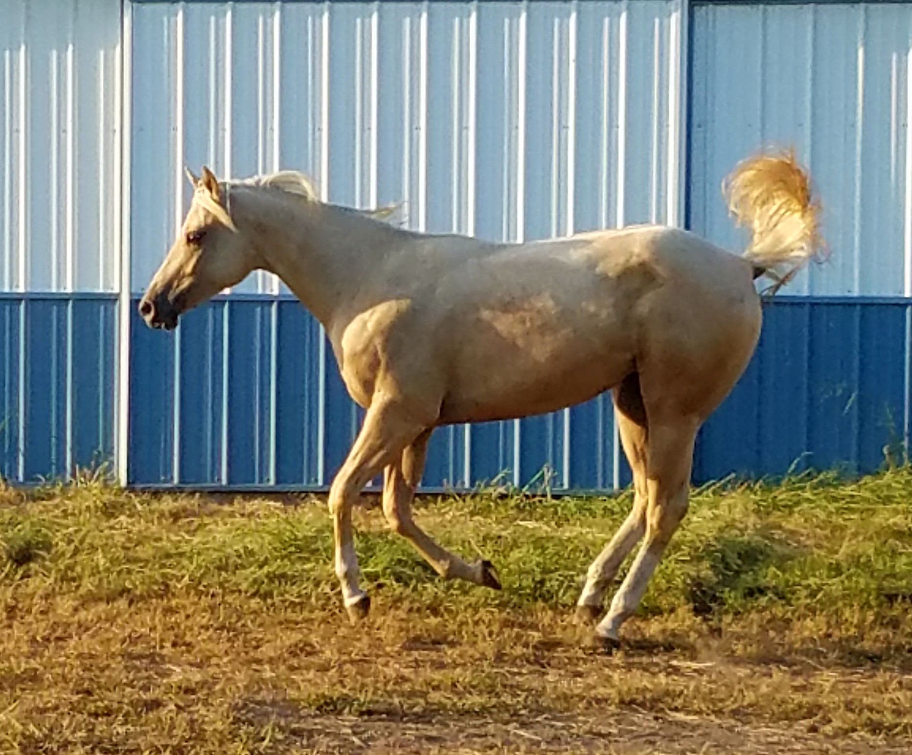 Aqha Point Chart